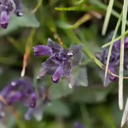 Foto von Alpen-Bartschie (Bartsia alpina)