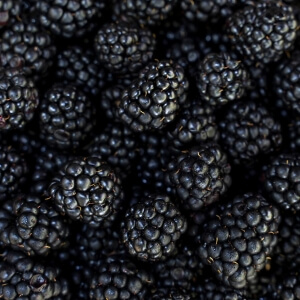 Rubus fruticosus 'Kiowa'