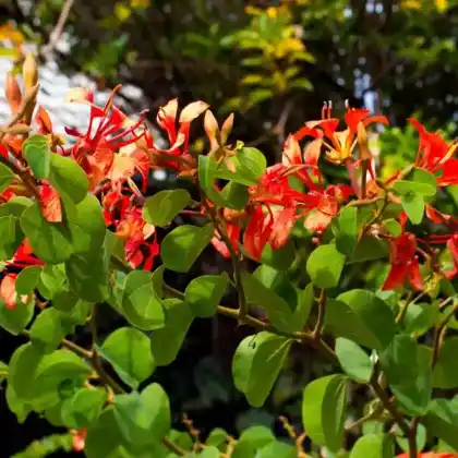 Foto von Zwerg-Orchideenbaum (Bauhinia galpinii)