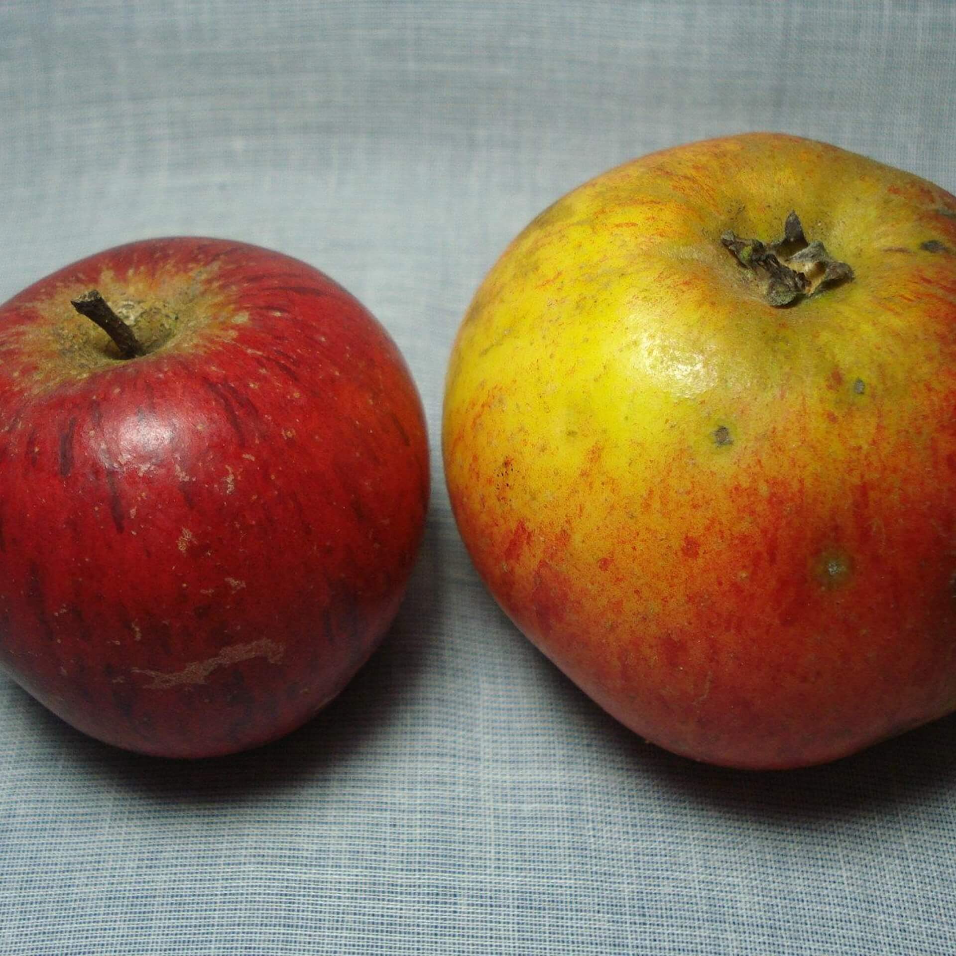 Apfel 'Schmidtbergers Winterrenette' (Malus 'Schmidtbergers Winterrenette')