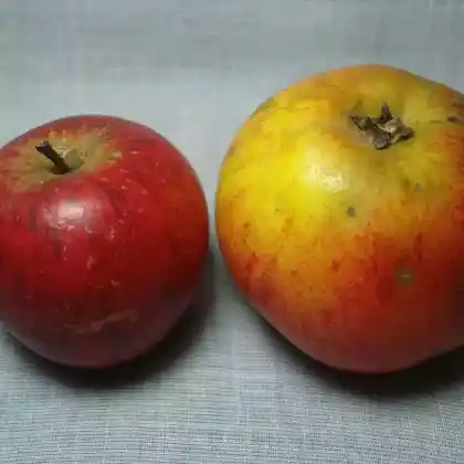 Foto von Apfel 'Schmidtbergers Winterrenette' (Malus 'Schmidtbergers Winterrenette')