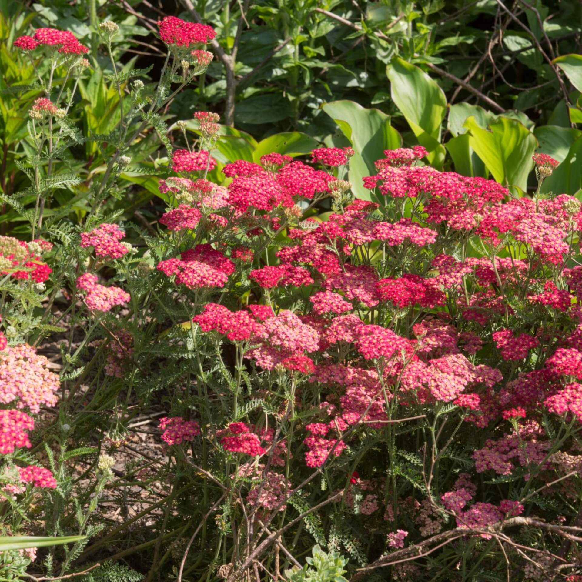 Schafgarbe 'Red Velvet' (Achillea millefolium 'Red Velvet')