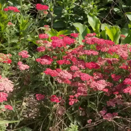 Foto von Schafgarbe 'Red Velvet' (Achillea millefolium 'Red Velvet')