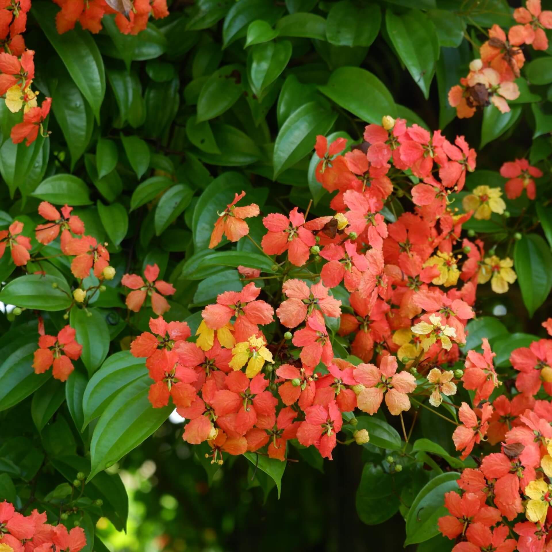 Kocks Bauhinie (Bauhinia kockiana)