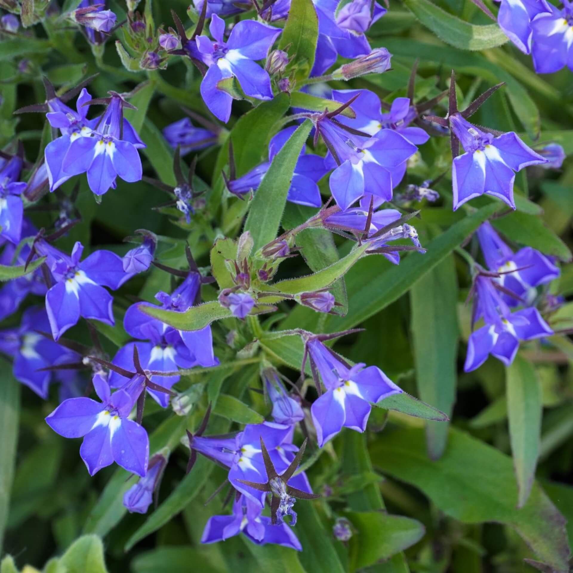 Männertreu (Lobelia erinus)