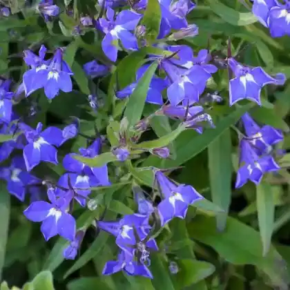 Foto von Männertreu (Lobelia erinus)