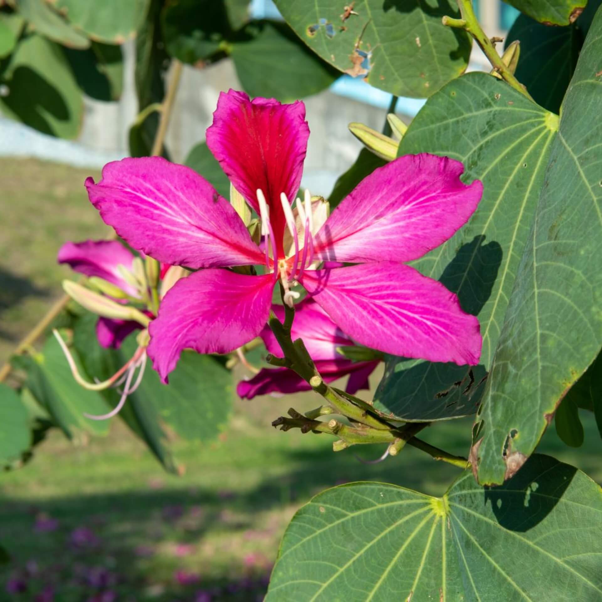 Hong-Kong-Orchideenbaum (Bauhinia x blakeana)