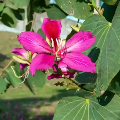 Foto von Hong-Kong-Orchideenbaum (Bauhinia x blakeana)