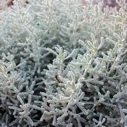 Foto von Zwerg-Wacholder 'Blue Star' (Juniperus squamata 'Blue Star')