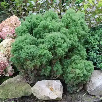 Foto von Lebensbaum 'Teddy' (Thuja occidentalis 'Teddy')