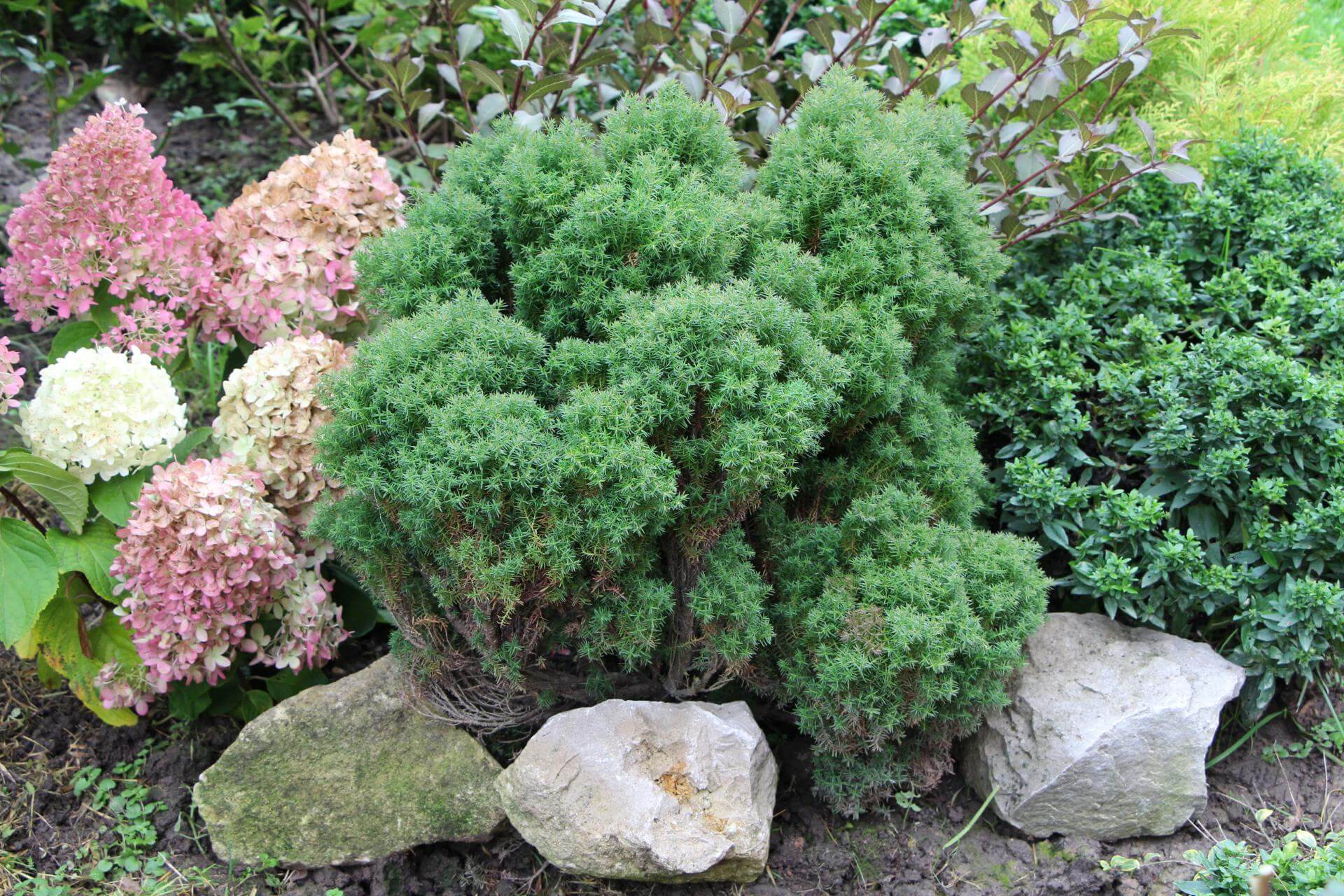 Lebensbaum 'Teddy' / Thuja occidentalis 'Teddy'