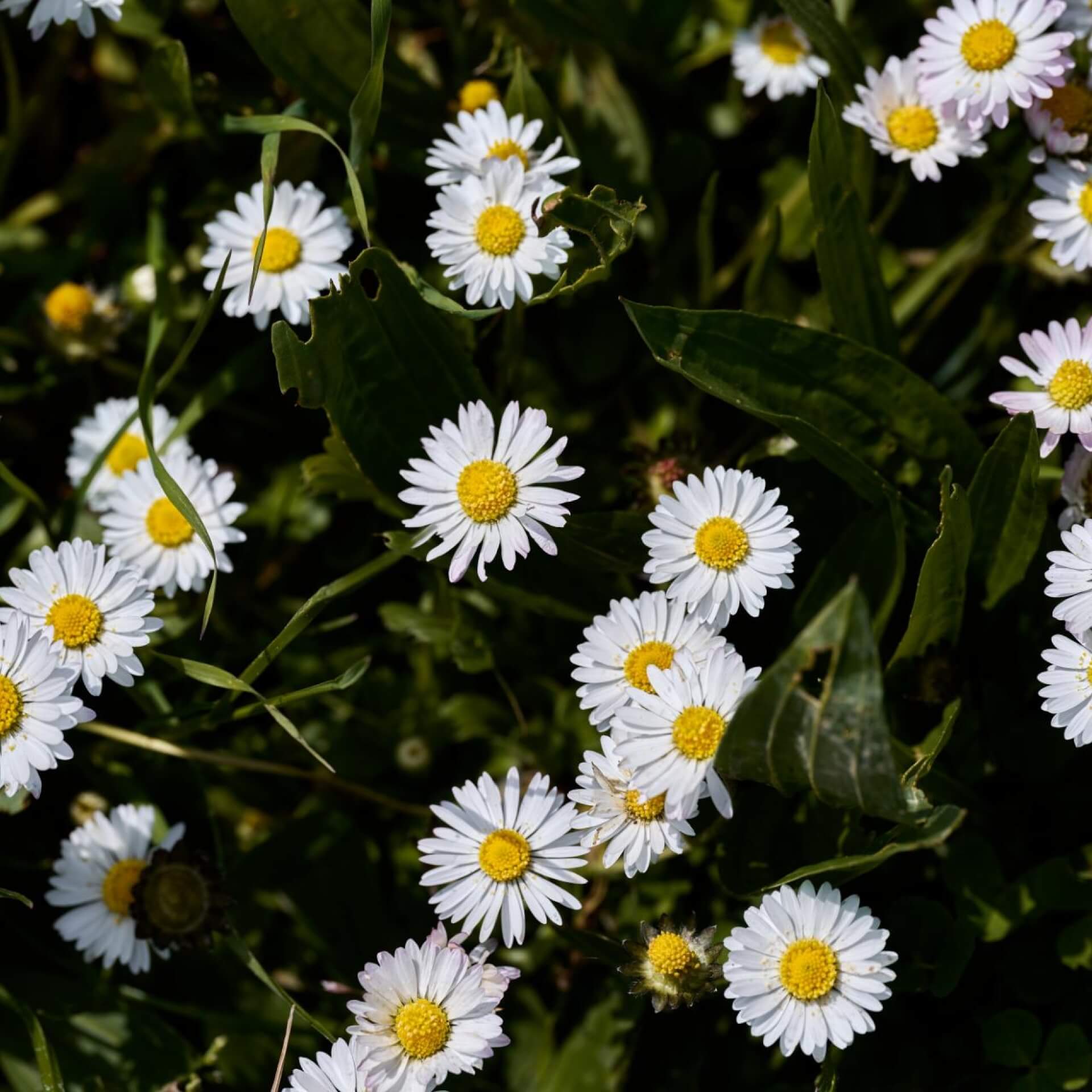 Gänseblümchen (Bellis perennis)