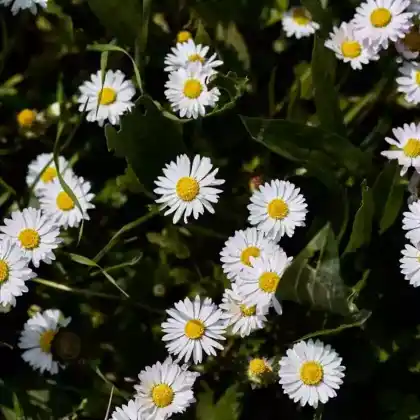Foto von Gänseblümchen (Bellis perennis)