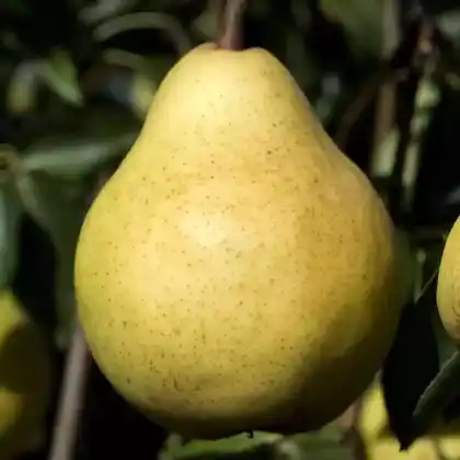 Foto von Birne 'Williams Christ' (Pyrus communis 'Williams Christ')