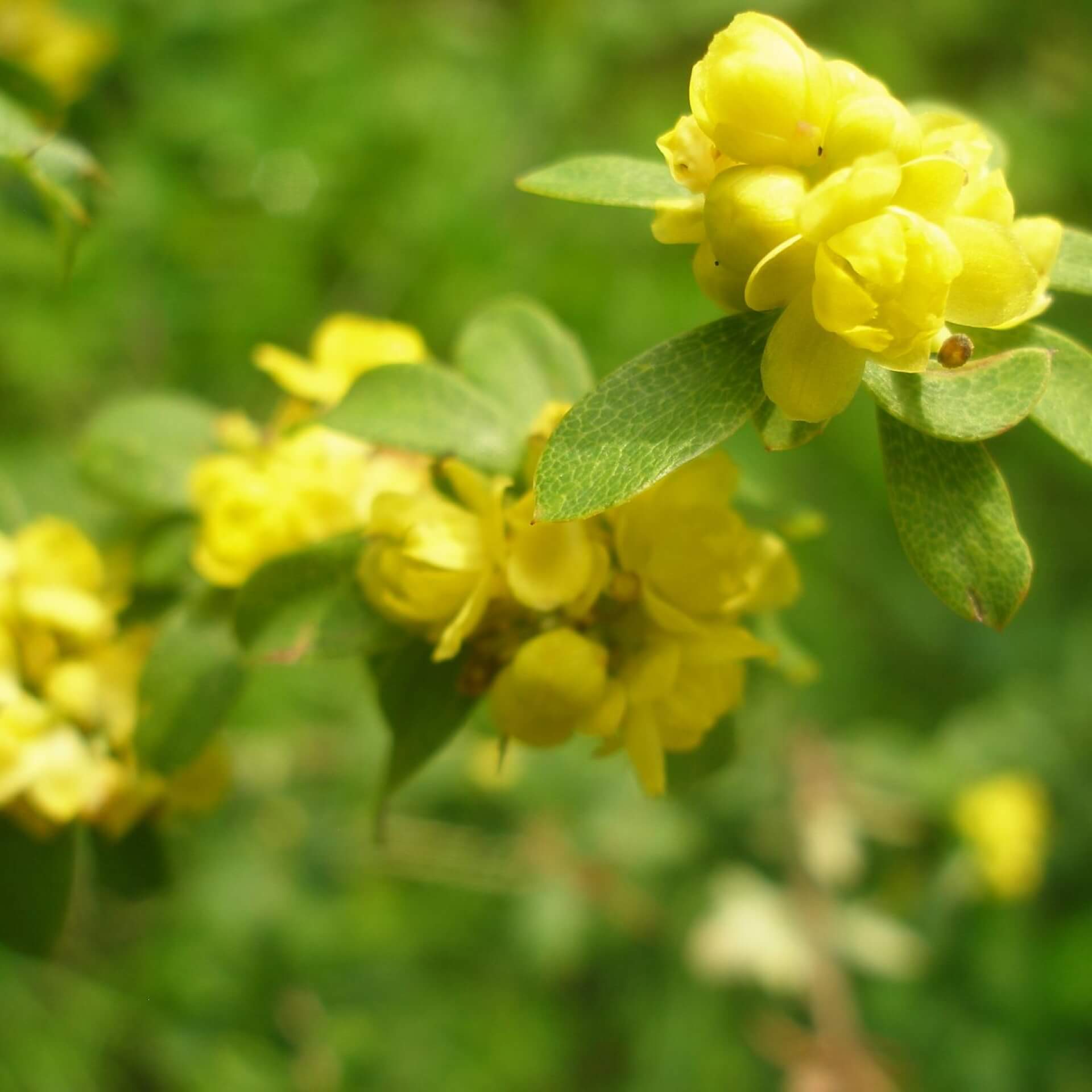 Knäuelfrüchtige Berberitze (Berberis aggregata)