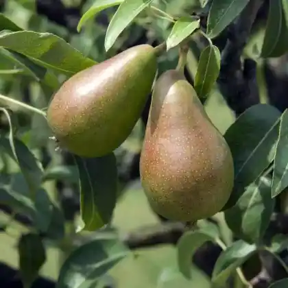 Foto von Birne 'Gute Luise' (Pyrus communis 'Gute Luise')