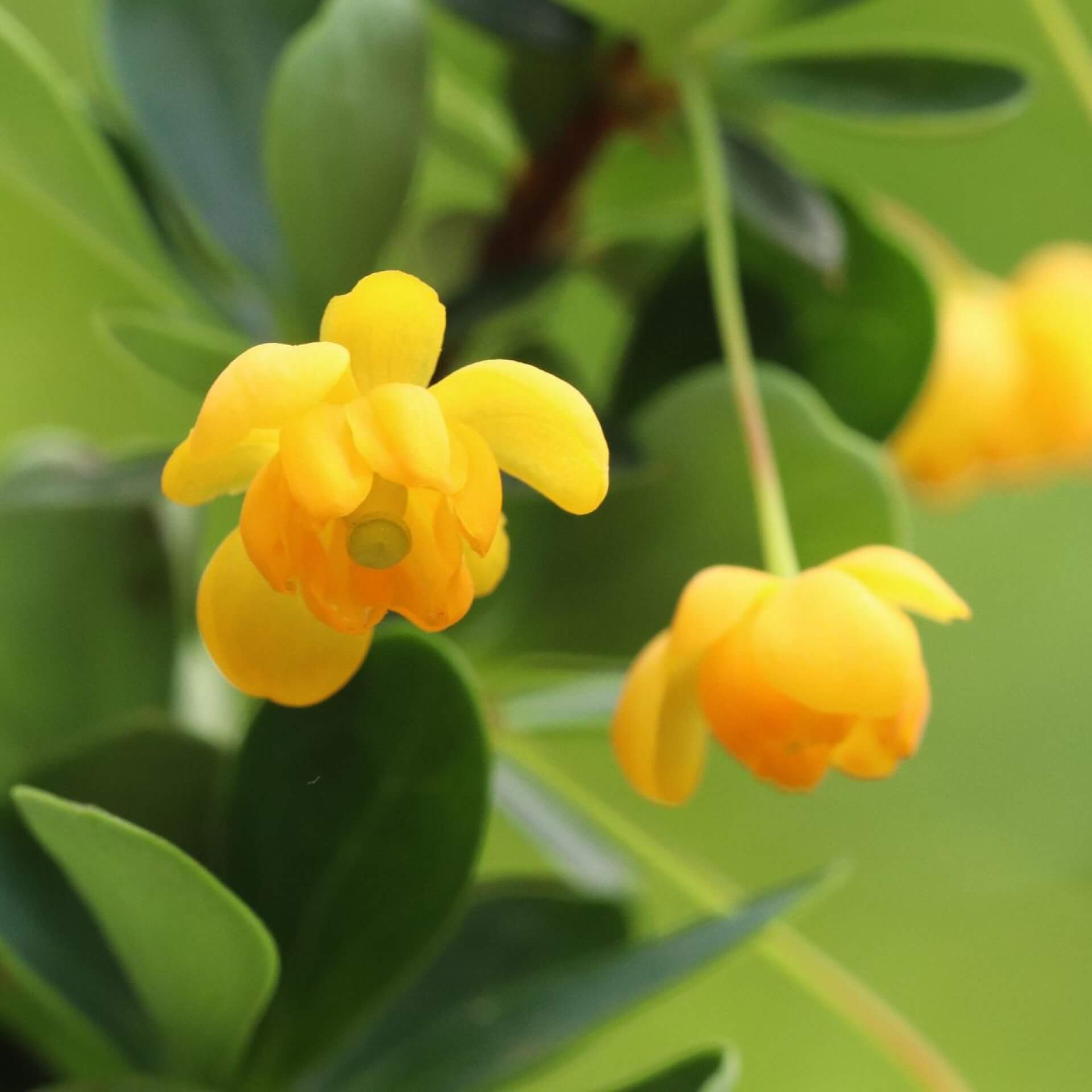 Buchsblättrige Berberitze (Berberis buxifolia)