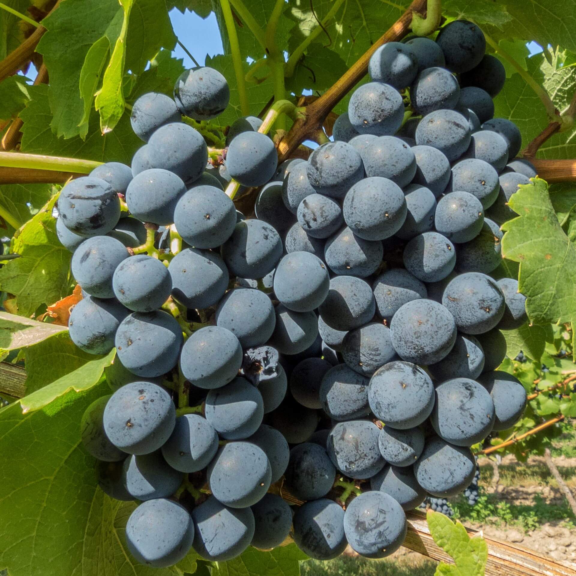 Weintraube 'Regent' (Vitis 'Regent')