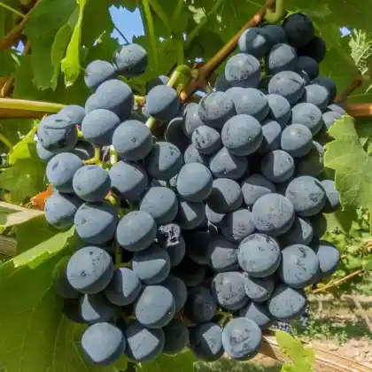 Foto von Weintraube 'Regent' (Vitis 'Regent')