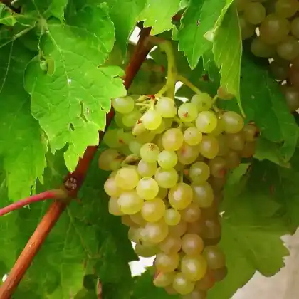 Foto von Weintraube 'Phönix' (Vitis 'Phönix')