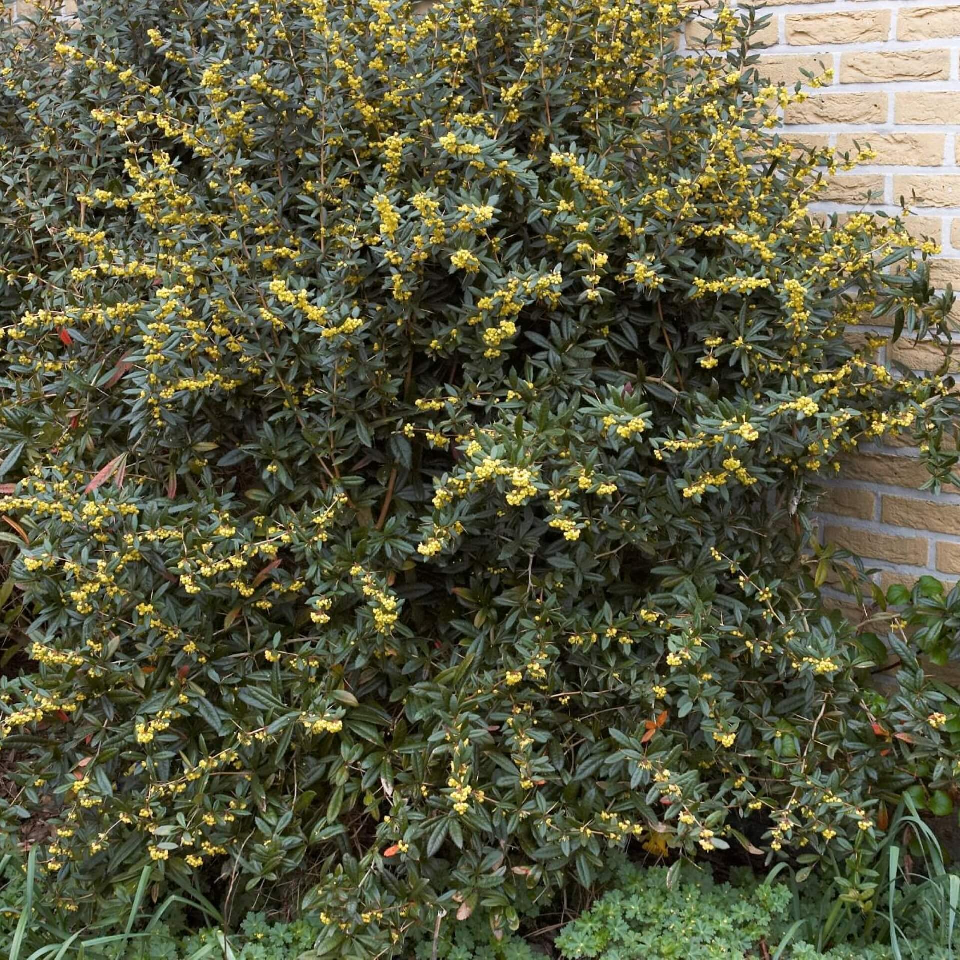 Großblättrige Berberitze (Berberis julianae)