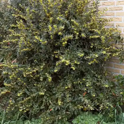 Foto von Großblättrige Berberitze (Berberis julianae)
