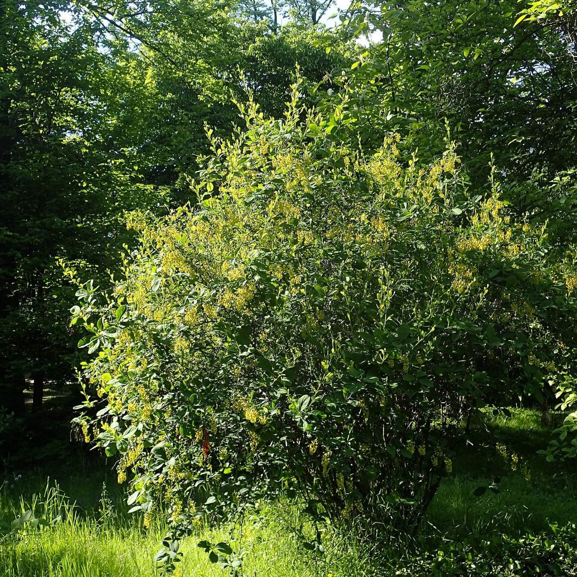 Koreanische Berberitze (Berberis koreana)