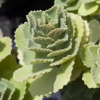 Foto von Verpiss-dich-Pflanze (Coleus canin)