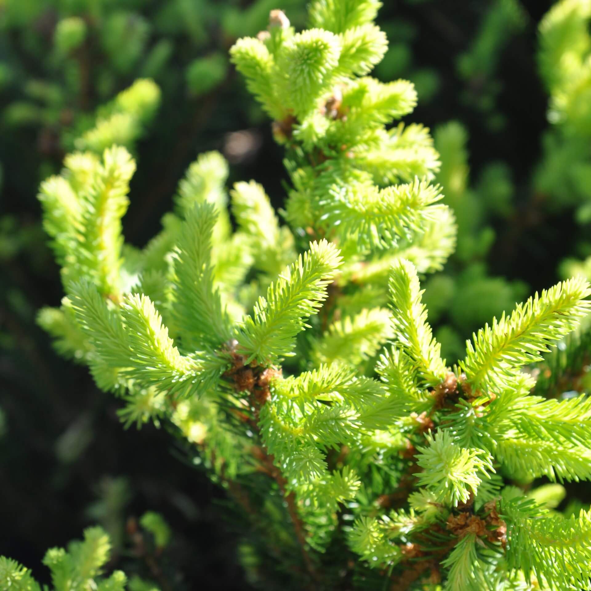 Zwergfichte 'Pygmaea' (Picea abies 'Pygmaea')