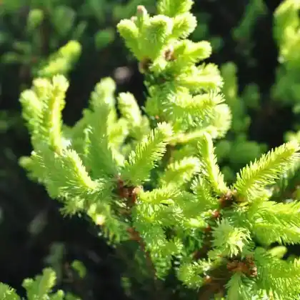 Foto von Zwergfichte 'Pygmaea' (Picea abies 'Pygmaea')