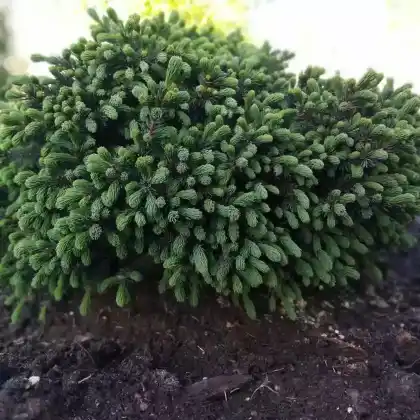 Foto von Igelfichte 'Echiniformis' (Picea glauca 'Echiniformis')