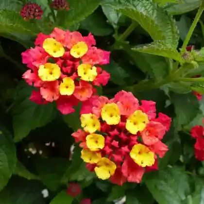 Foto von Wandelröschen 'Arlequin' (Lantana camara 'Arlequin')
