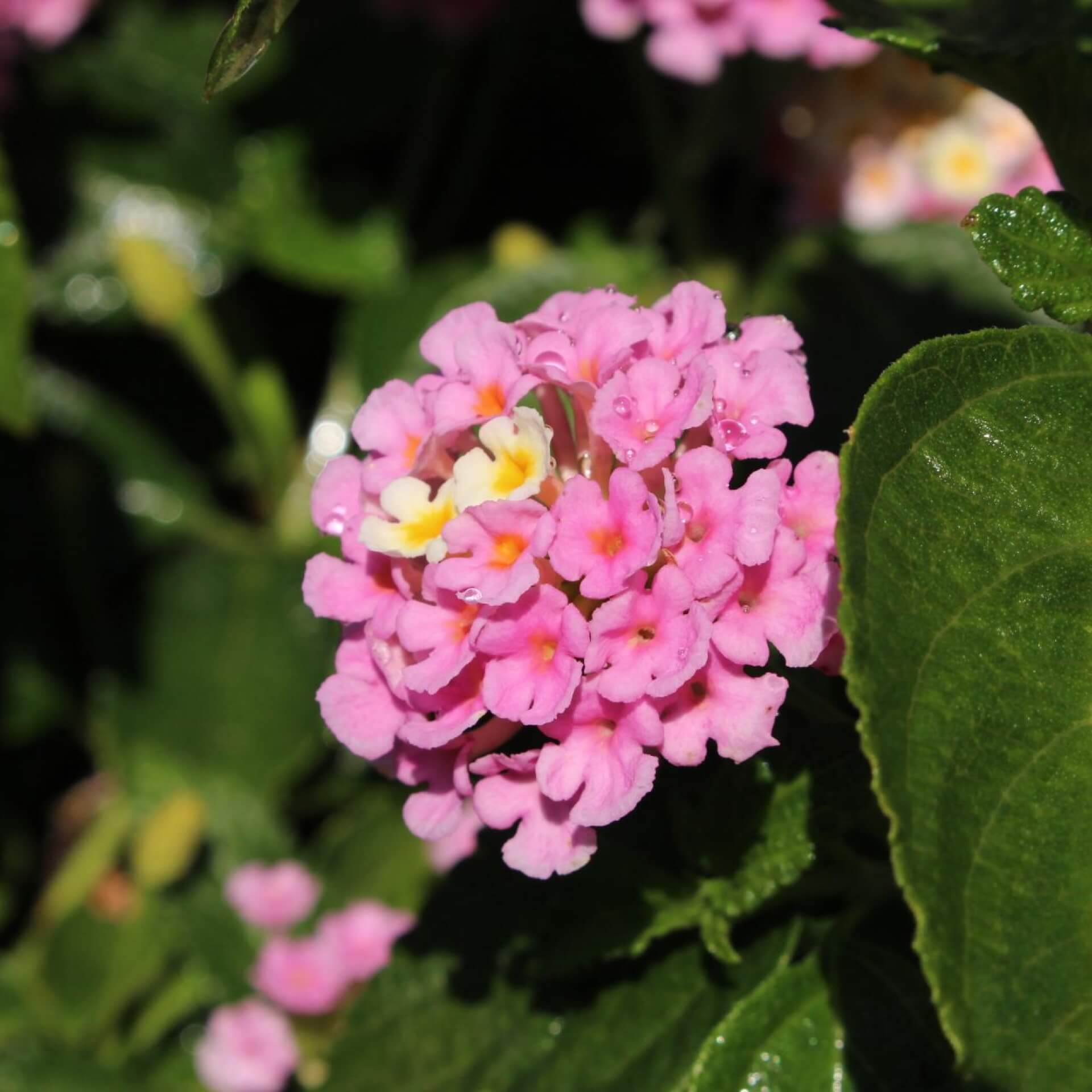 Wandelröschen 'Fabiola' (Lantana camara 'Fabiola')