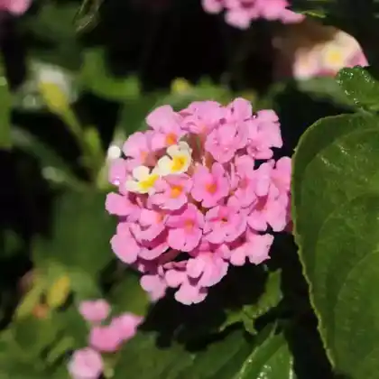 Foto von Wandelröschen 'Fabiola' (Lantana camara 'Fabiola')