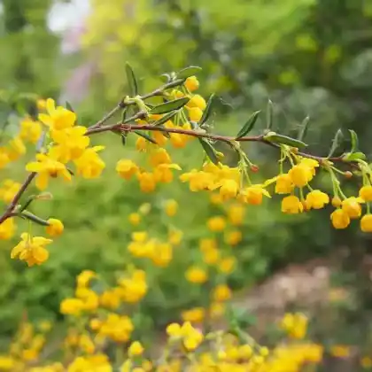 Foto von Schmalblättrige Berberitze (Berberis stenophylla)