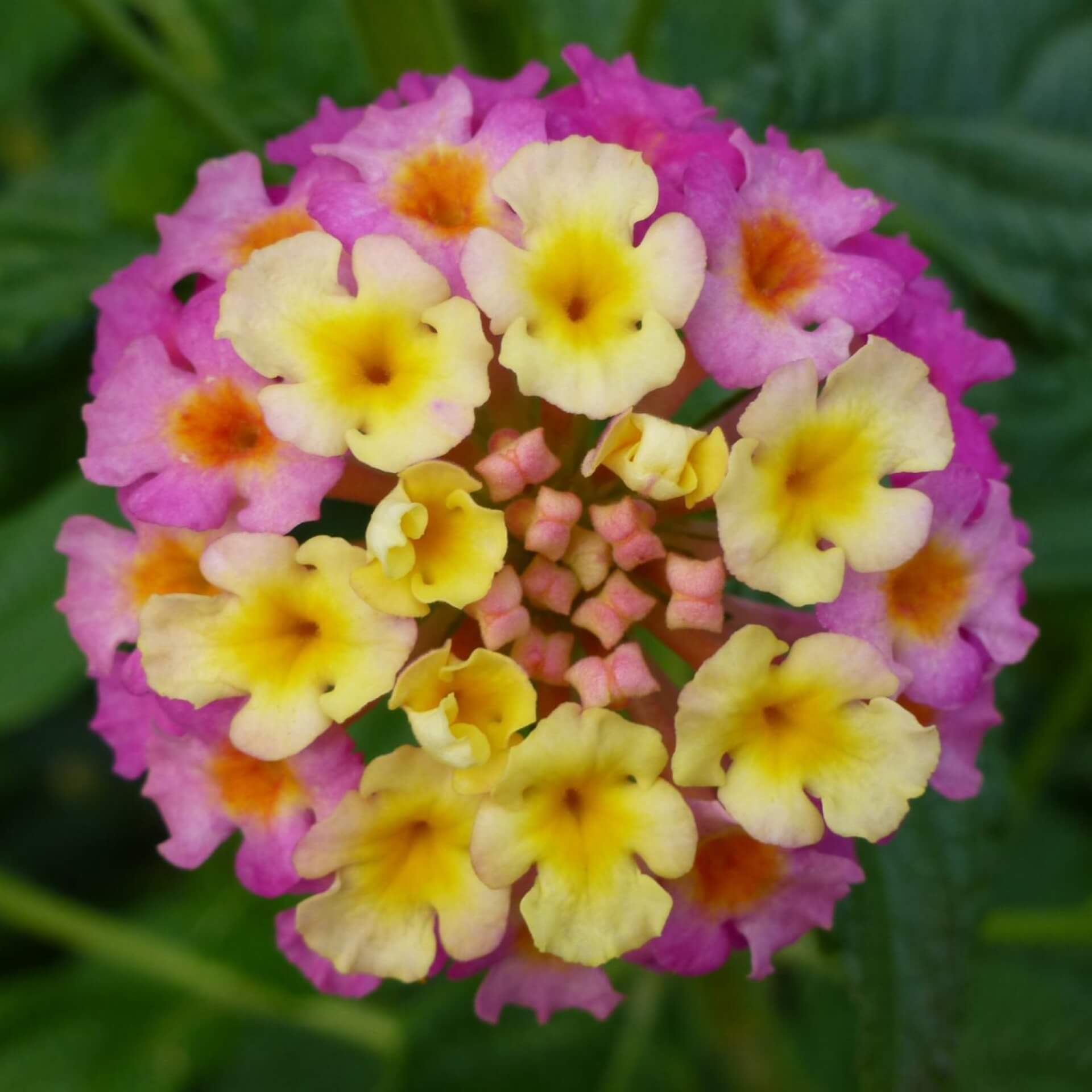 Wandelröschen 'Feston Rose' (Lantana camara 'Feston Rose')