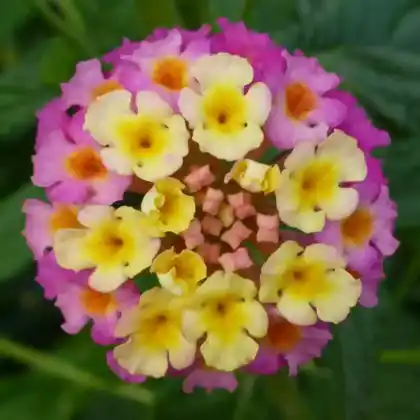 Foto von Wandelröschen 'Feston Rose' (Lantana camara 'Feston Rose')