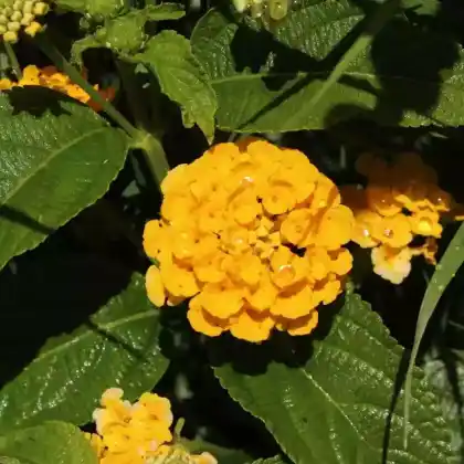 Foto von Wandelröschen 'Goldsonne' (Lantana camara 'Goldsonne')