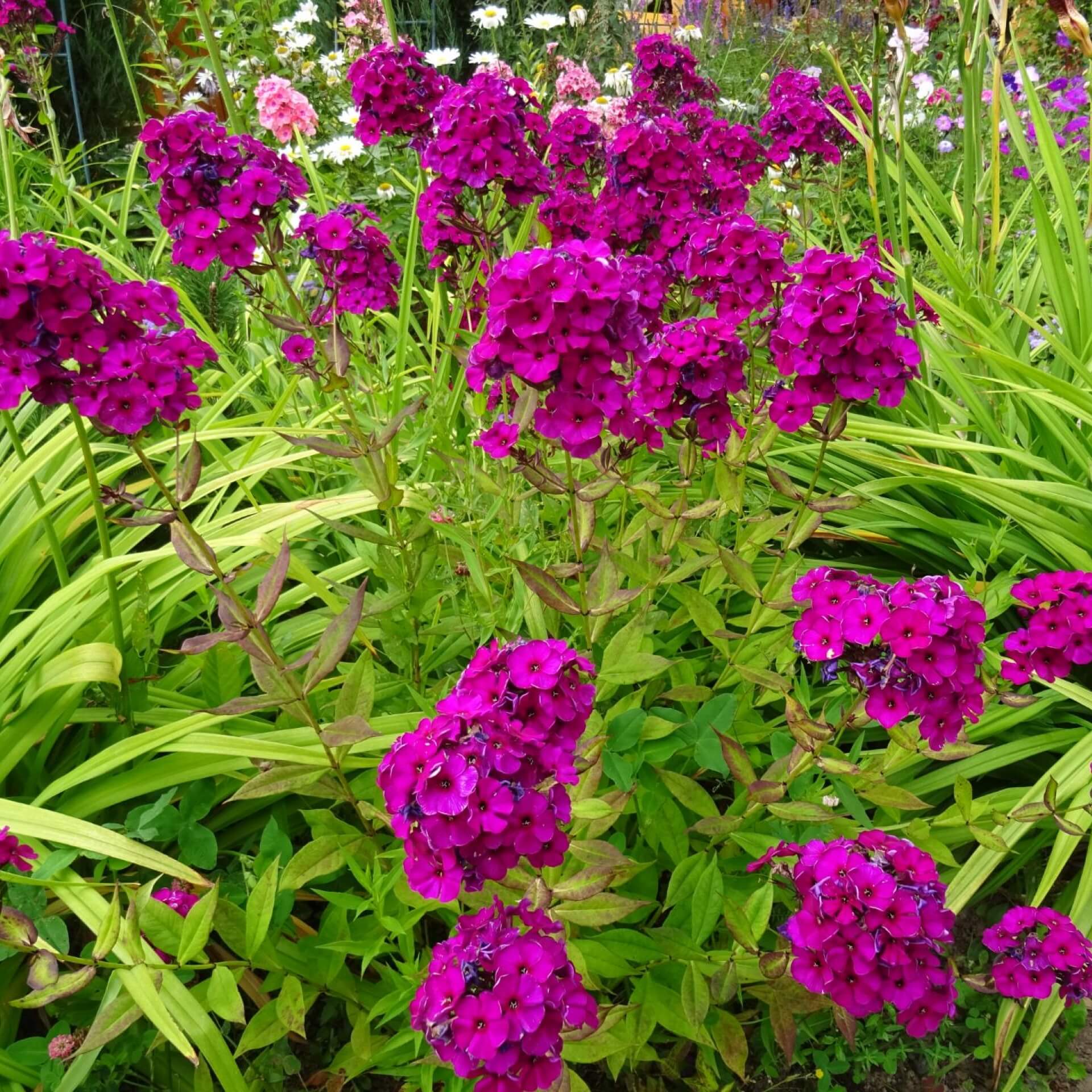 Hoher Stauden-Phlox 'Amethyst' (Phlox paniculata 'Amethyst')