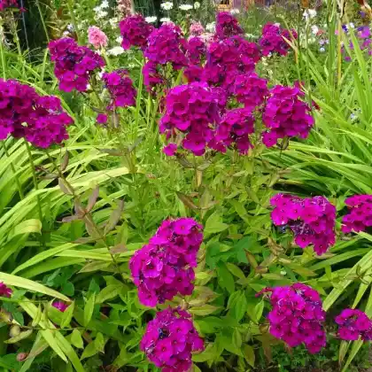 Foto von Hoher Stauden-Phlox 'Amethyst' (Phlox paniculata 'Amethyst')