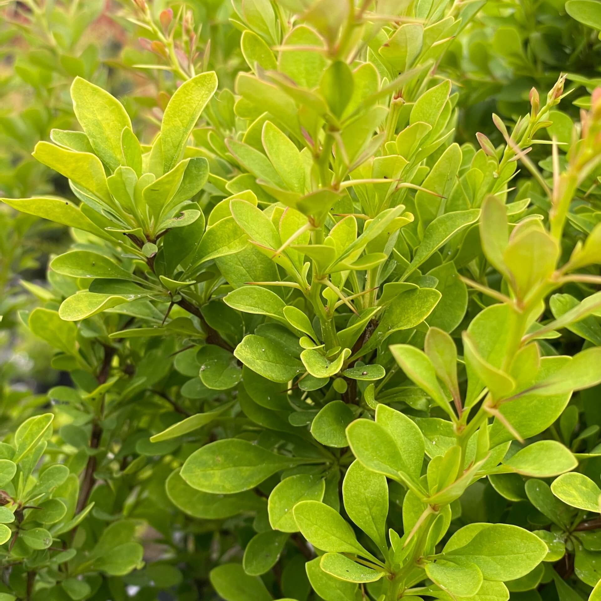 Grüne Heckenberberitze (Berberis thunbergii)