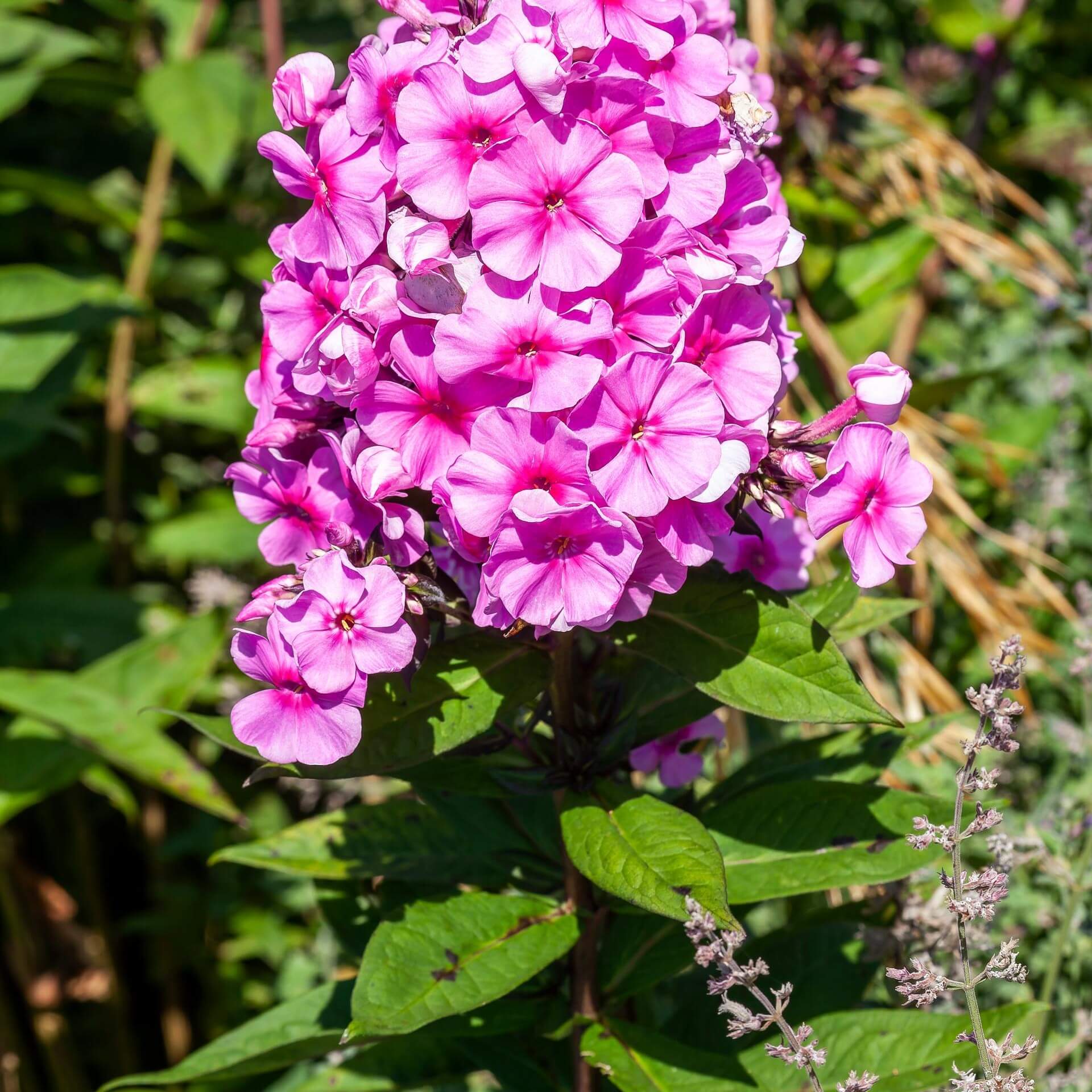 Hoher Stauden-Phlox 'Eva Cullum' (Phlox paniculata 'Eva Cullum')