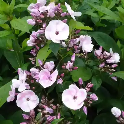 Foto von Hoher Stauden-Phlox 'Mother of Pearl' (Phlox paniculata 'Mother of Pearl')