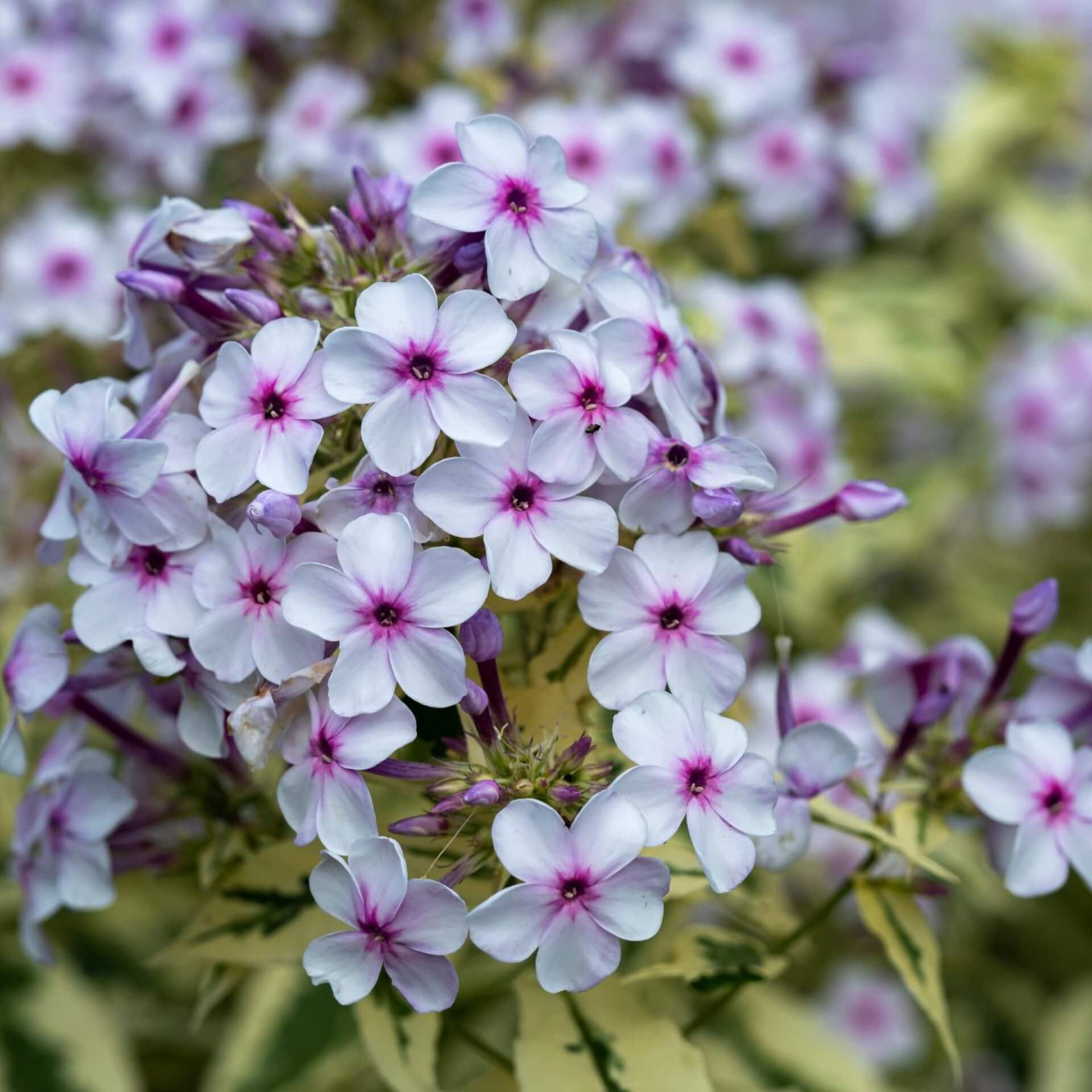 Hoher Stauden-Phlox 'Norah Leigh' (Phlox paniculata 'Norah Leigh')