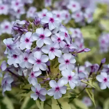 Foto von Hoher Stauden-Phlox 'Norah Leigh' (Phlox paniculata 'Norah Leigh')
