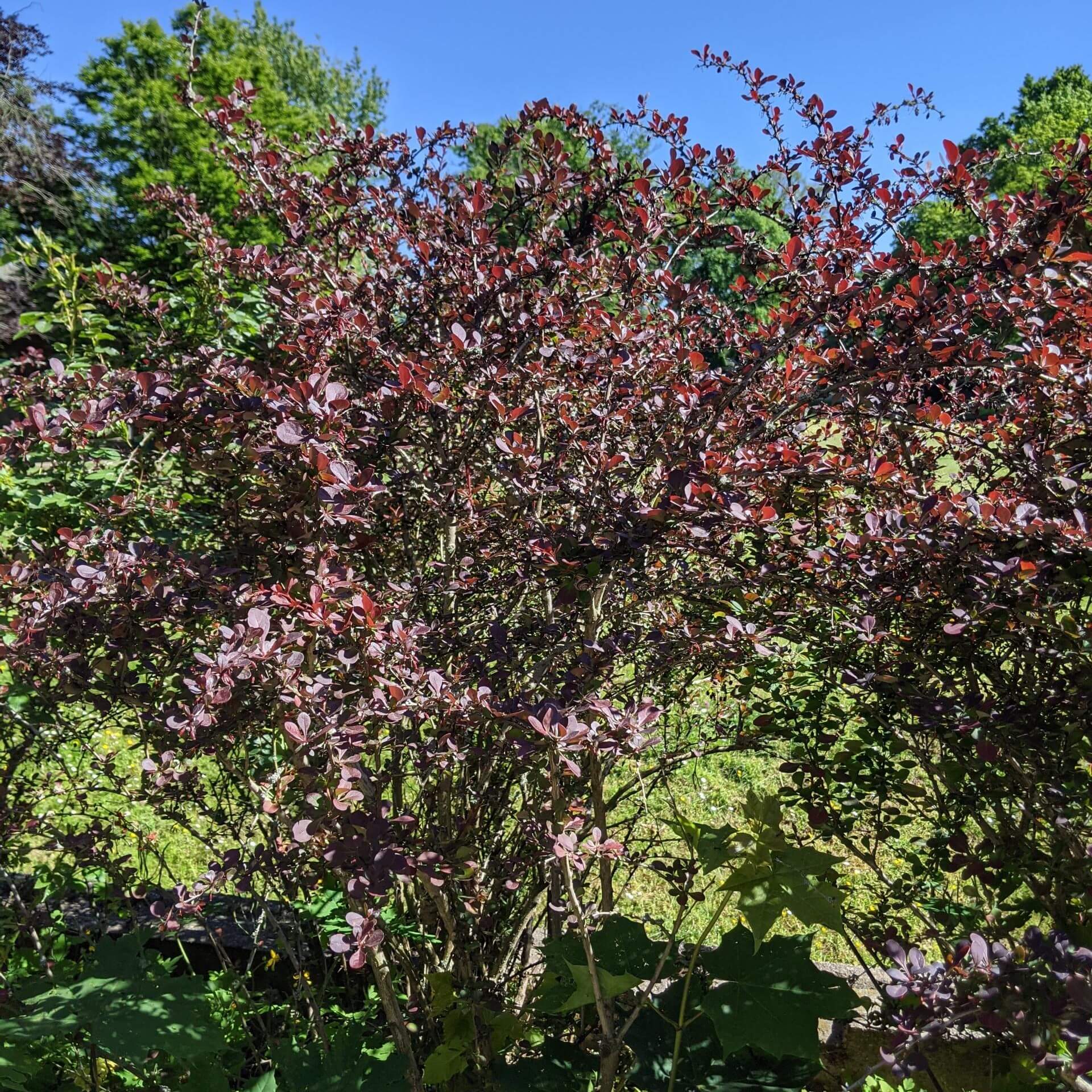 Blutberberitze (Berberis thunbergii 'Atropurpurea')