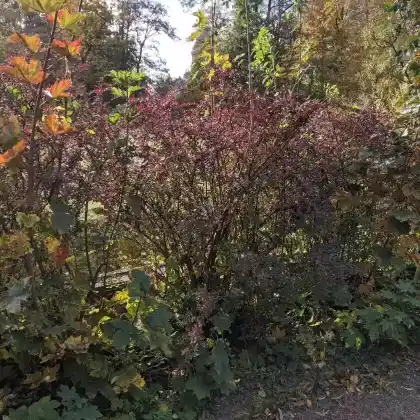 Foto von Blutberberitze (Berberis thunbergii 'Atropurpurea')