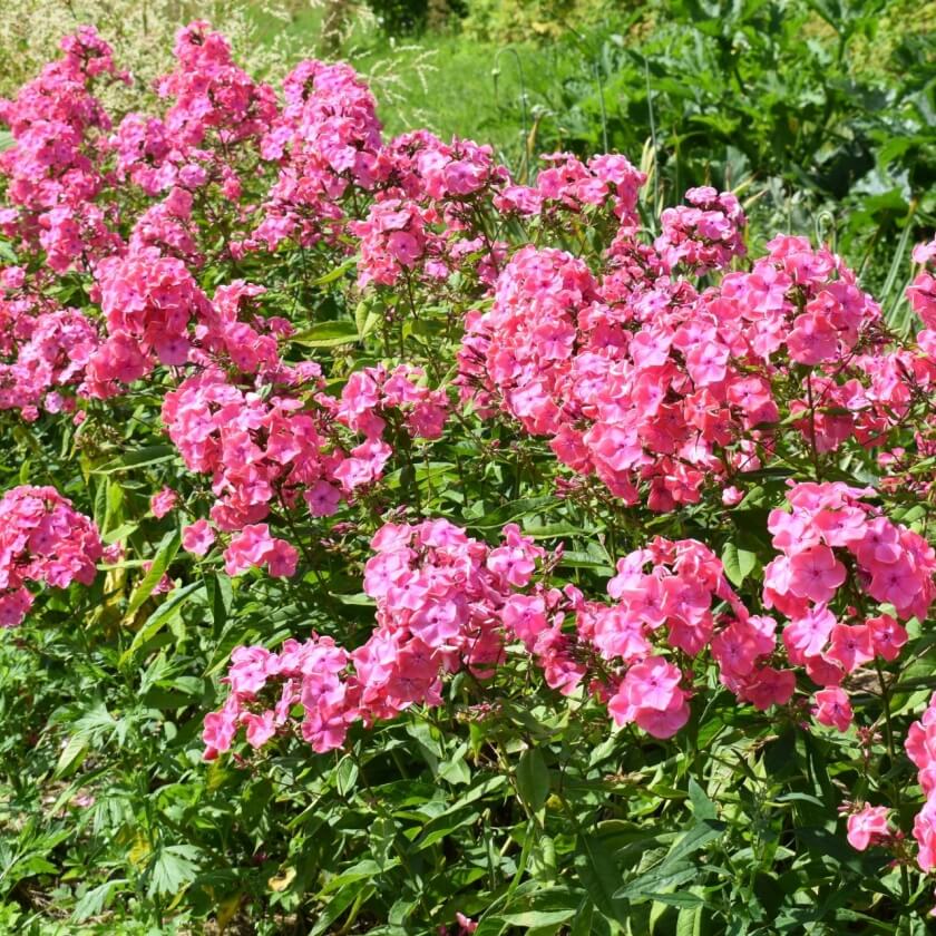 Hoher StaudenPhlox 'Spitfire' / Phlox paniculata 'Spitfire'