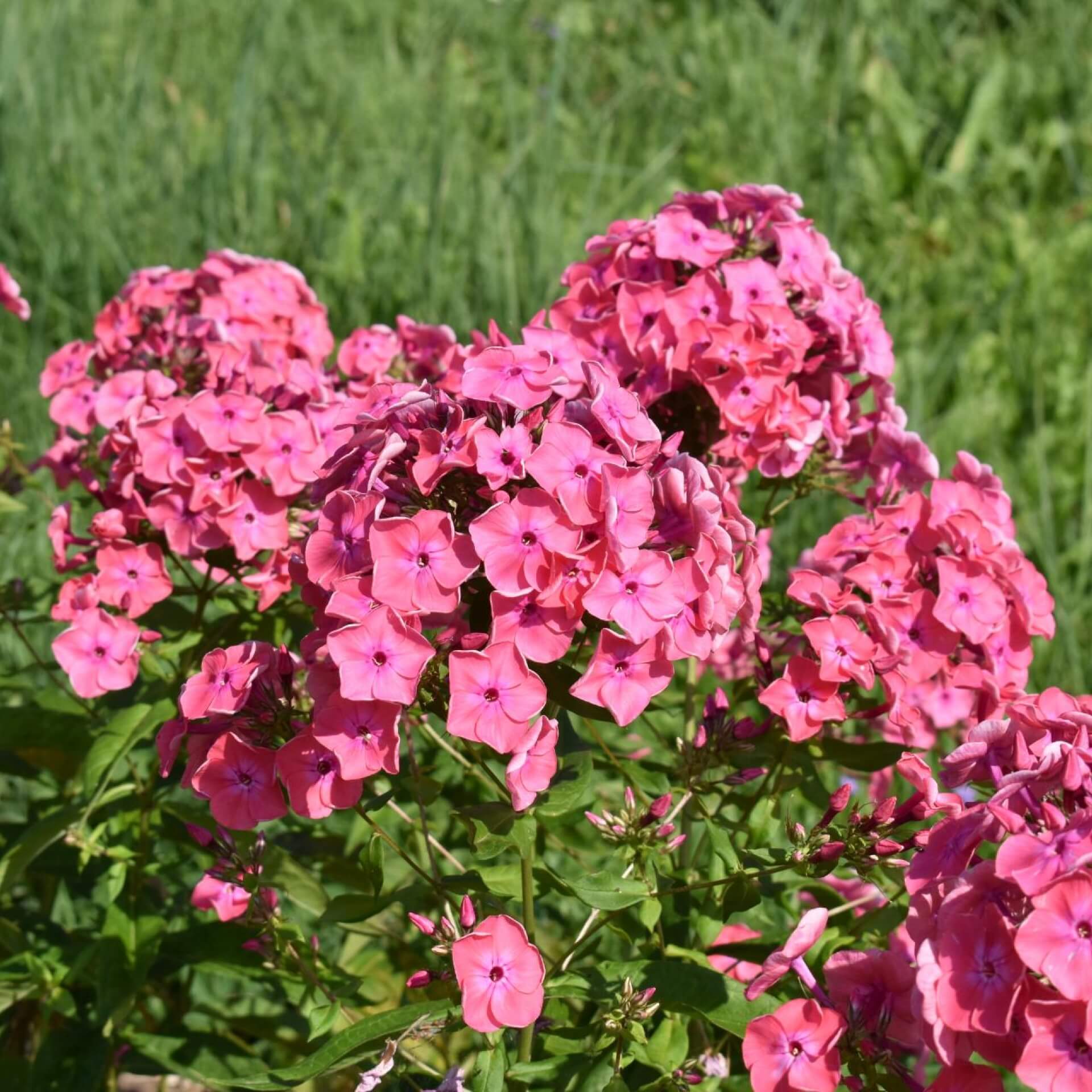 Hoher Stauden-Phlox 'Spitfire' (Phlox paniculata 'Spitfire')