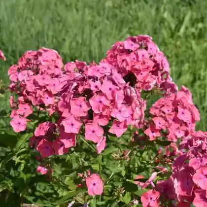 Foto von Hoher Stauden-Phlox 'Spitfire' (Phlox paniculata 'Spitfire')